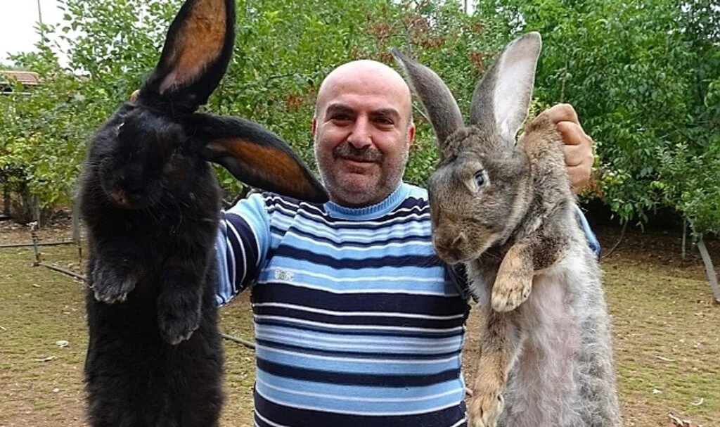 Tokat'ta dev tavşanlar görenleri şaşırtıyor: "Her şey zamlandı ama bunlara biz zam yapmadık"