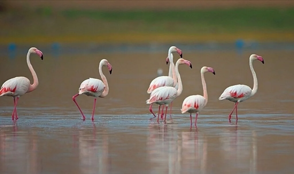 Tuz Gölü'nde alınan tedbirlerle yavru flamingolar kurtuldu
