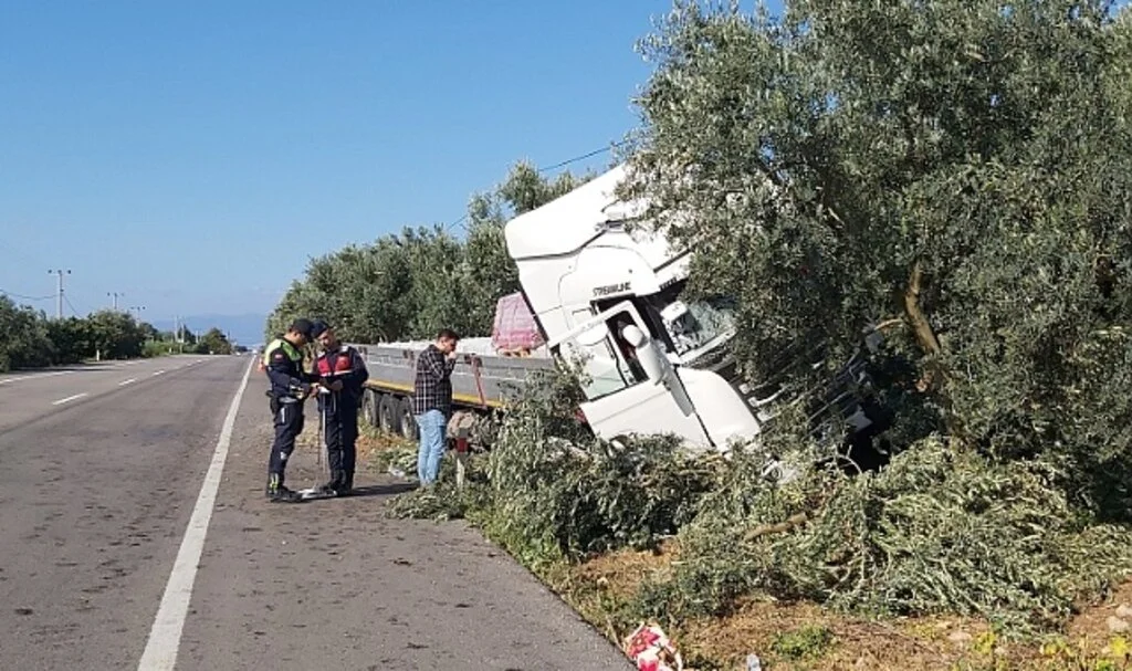 Uyuyan şoför zeytinliğe daldı