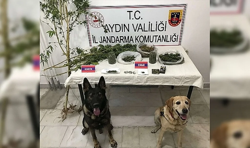Yakalama kararı olan şüpheli Yenipazar’da yakalandı