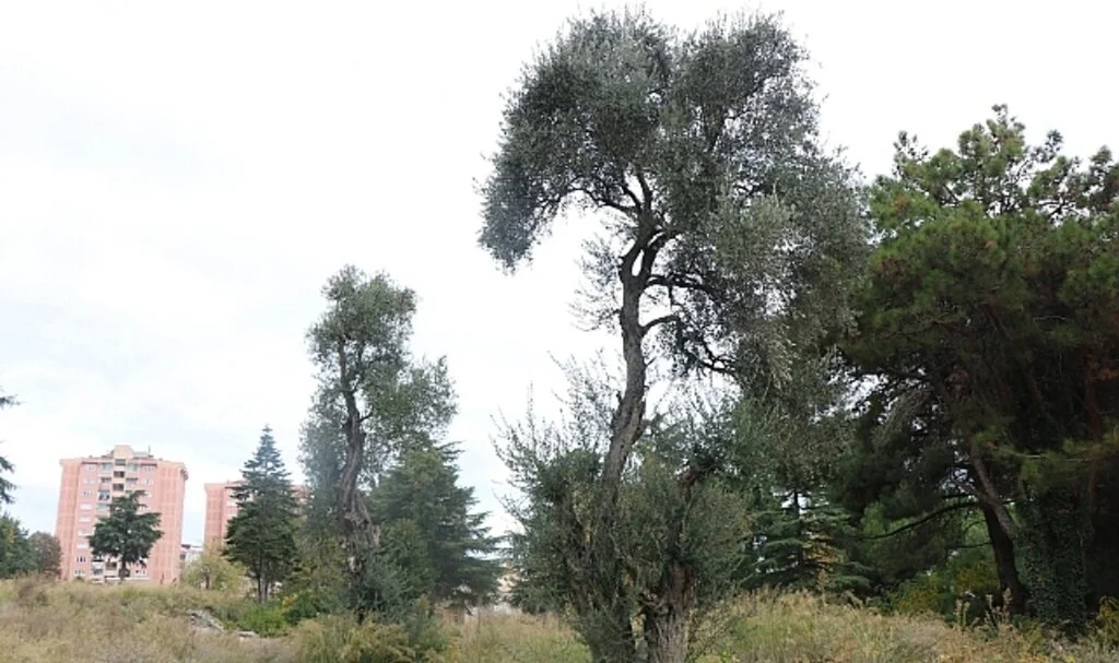 120 Yıllık Hamidiye Hastanesinin Bahçesinde Asırlık Zeytin Ağaçları