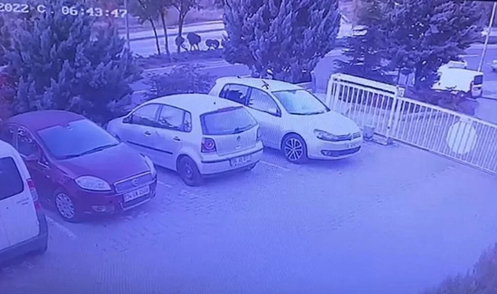 Alkollü sürücünün arabayla çarptığı genç kadın hayatını kaybetti