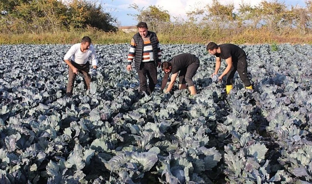 Bafra Ovası'nda Kırmızı Lahana Hasadı Başladı