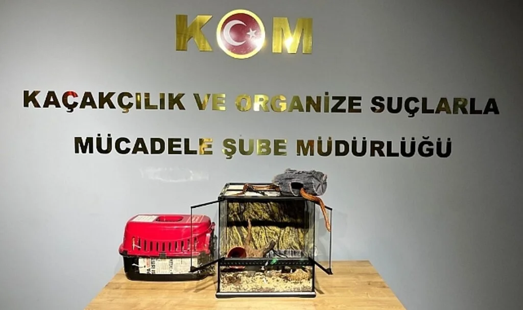 Bursa'da hayvan kaçakçılarına yönelik yapılan operasyonda tropikal papağan ve mısır yılanı ele geçirildi
