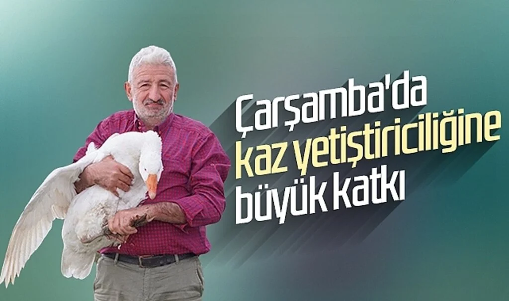 Çarşamba Belediyesi'nden Kaz Yetiştiriciliğine Büyük Katkı