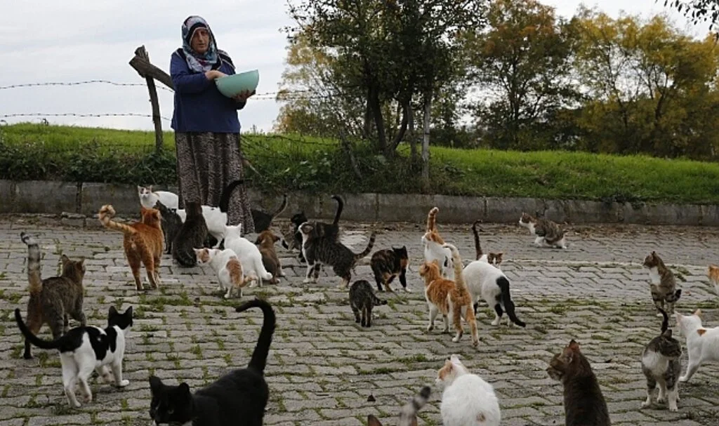 Samsun'da Evinin Bahçesini "Evlatlarım" Dediği Yaklaşık 100 Kediyle Paylaşıyor