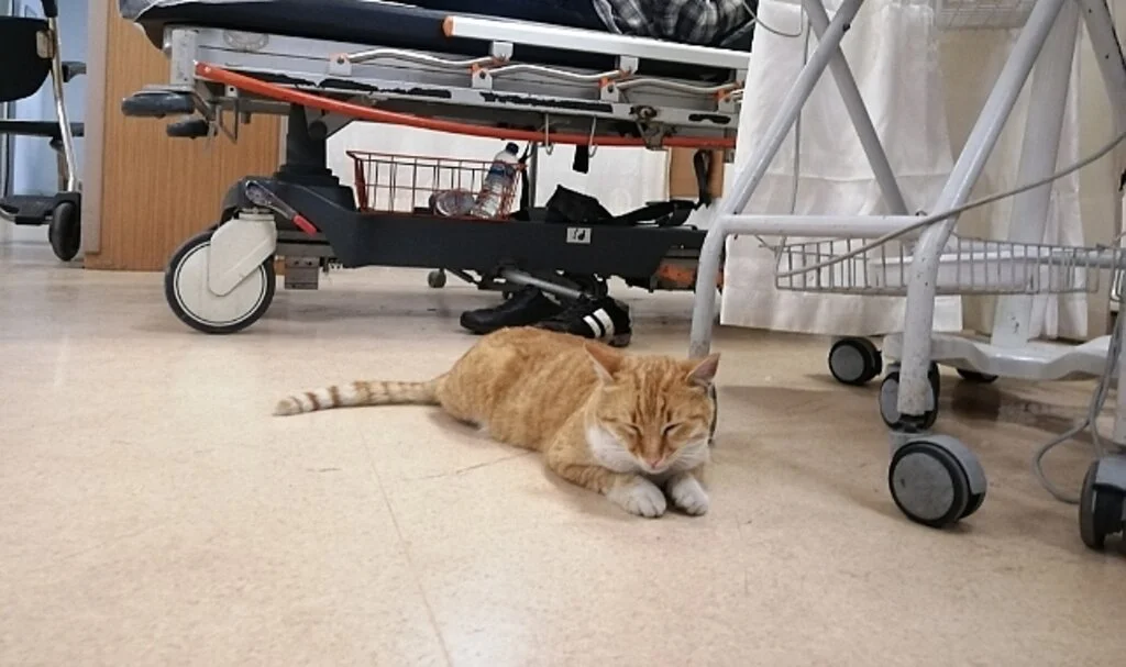 Samsun'da Üşüyen Kedi Geceyi Hastanenin Acilinde Geçirdi