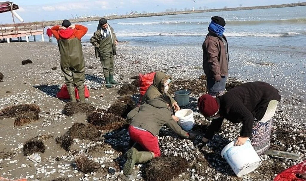 Samsun'dan Salyangoz İhracatı