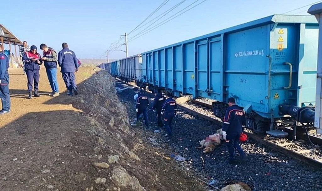 Yük treni sürüye çarptı: Çoban öldü, 30 koyun telef oldu