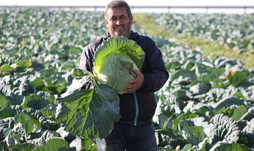 140 bin ton kelem  rekoltesi bekleniyor