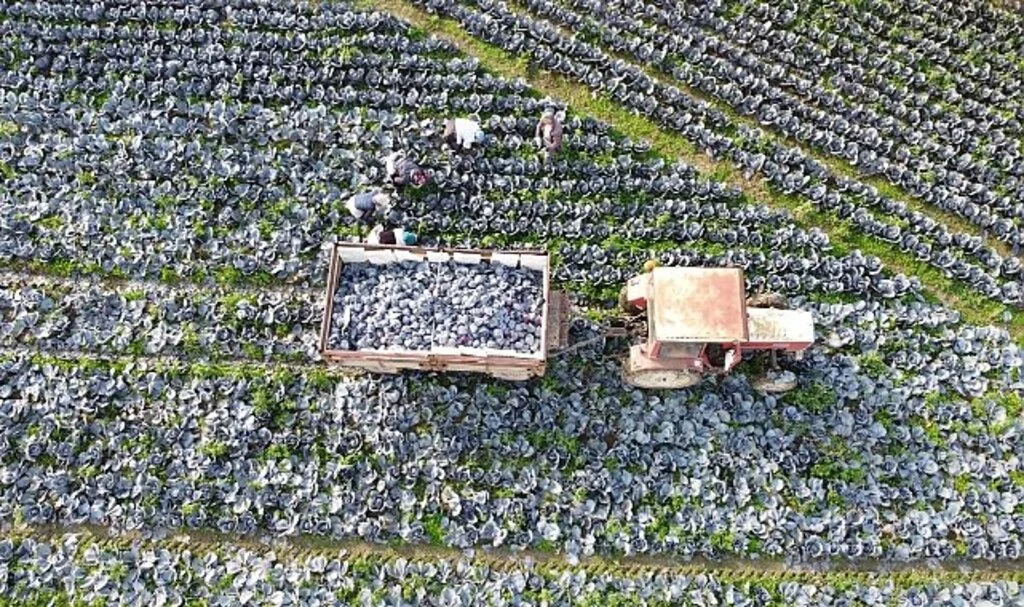 Bafra Ovası Kırmızılahana Üretiminde İlk Sırada Yer Alıyor