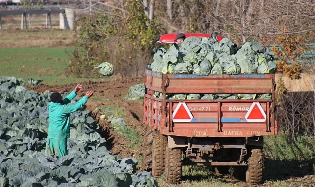 Bafra Ovası'nda 140 Bin Ton Kelem Rekoltesi Bekleniyor