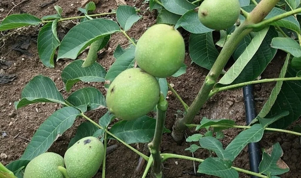 Ceviz Fidanı Fiyatları