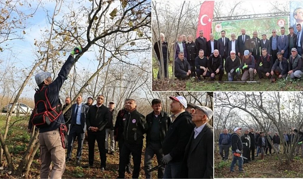Fındık Bahçelerinde Budama Faaliyetleri Devam Ediyor