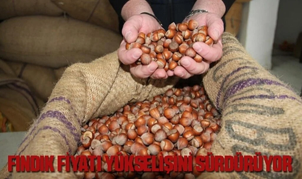 Fındık Fiyatı Yükselişini Sürdürüyor