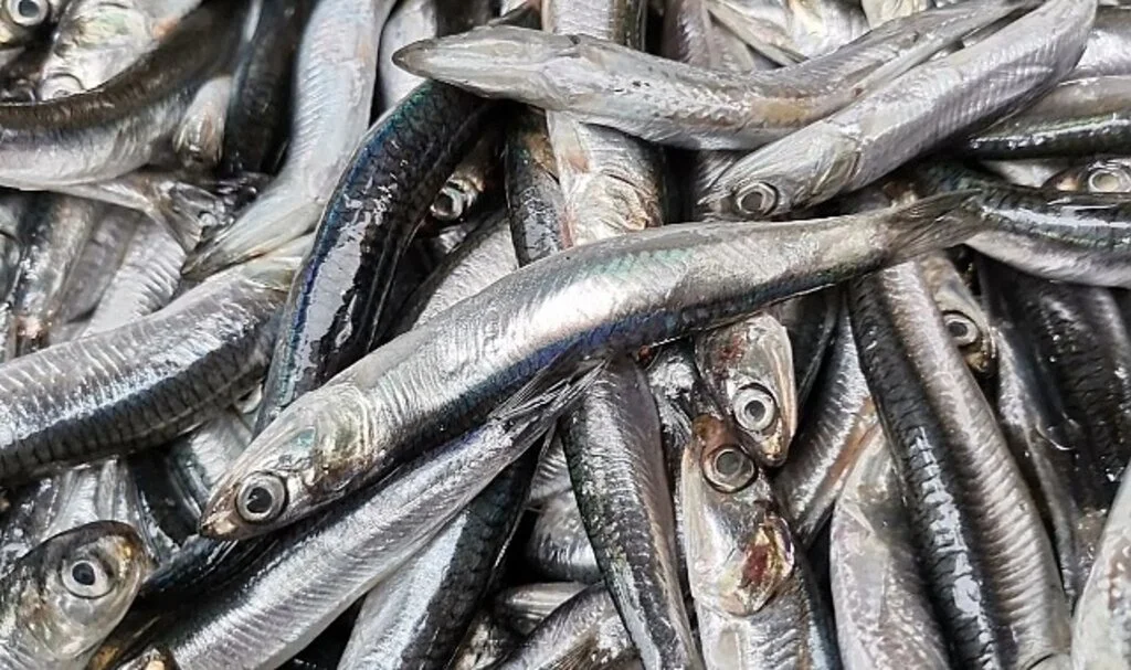 'Hamsi Avı Yasaklansın' Çağrısı