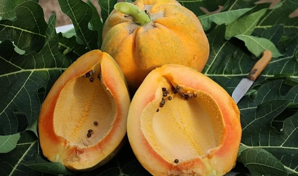 Örtü Altında Papaya Üretimi Denendi, Bir Fidan 60 Kilo Ürün Verdi