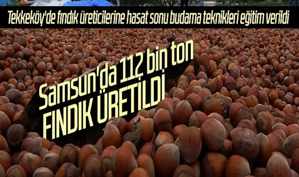 Samsun'da 112 bin ton fındık üretildi