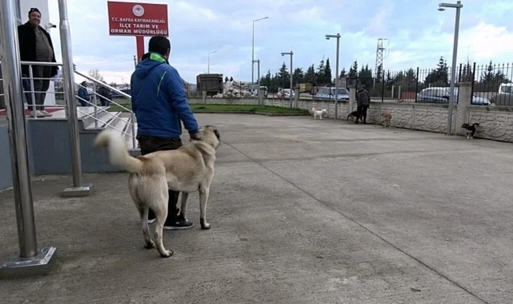 Samsun’da Evcil Hayvanların Kimliklendirme Çalışmaları Sürüyor