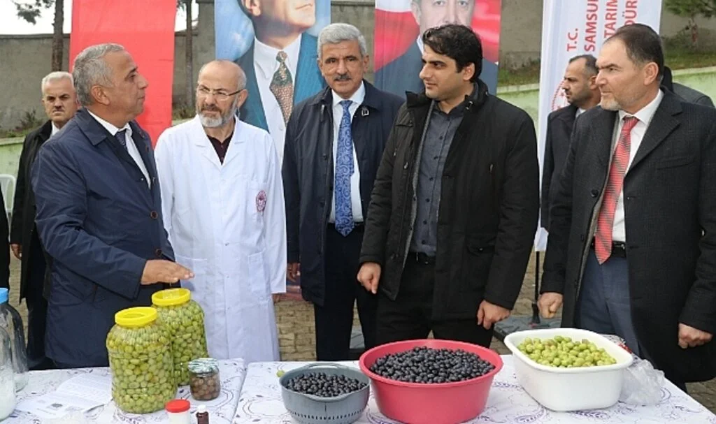 Samsun'da Zeytin Üretimi Artıyor