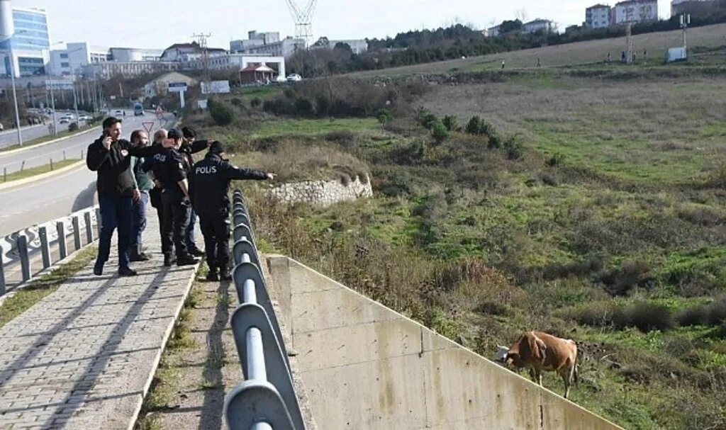Sinop’ta Kamyonetin Çarptığı 2 İnek Yaralandı