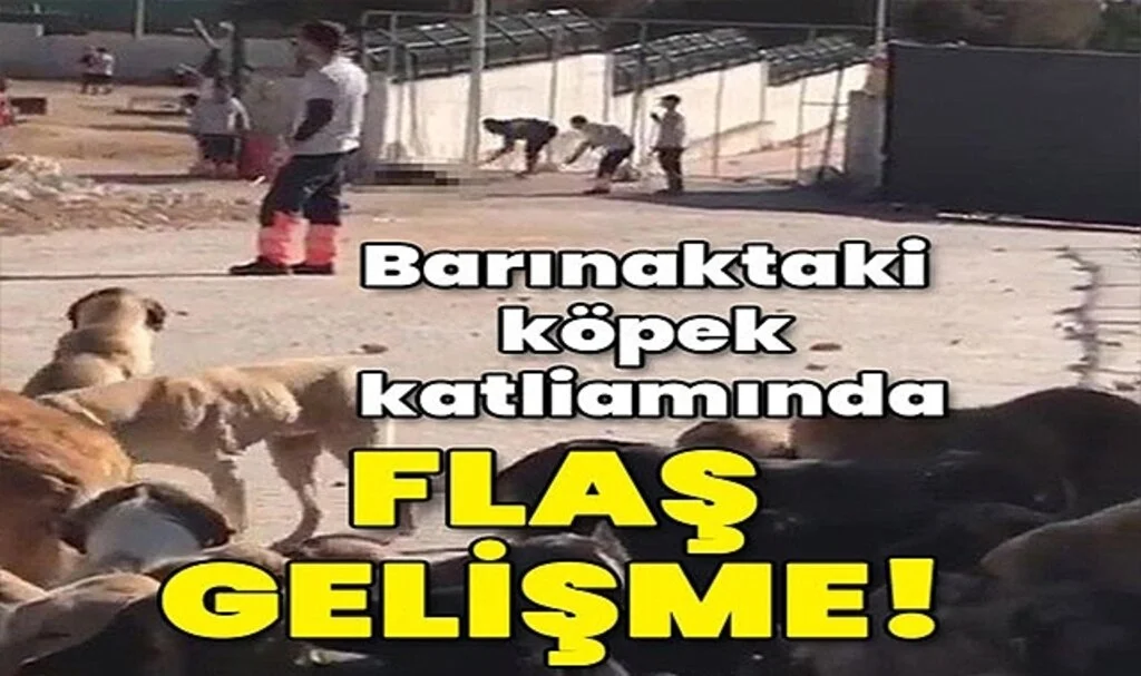 Barınaktaki Köpek Katliamında Flaş Gelişme!