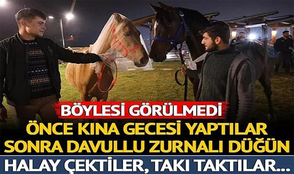 Böylesi görülmedi! Atlar için önce kına gecesi, sonra da davullu zurnalı düğün! Halay çektiler, takı taktılar...