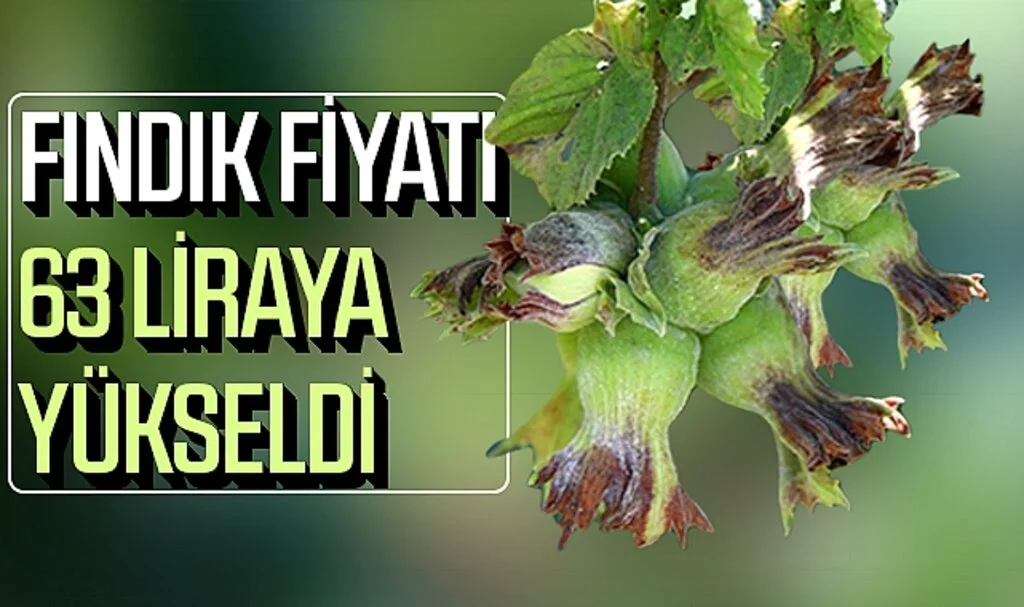 Fındık Fiyatı  63 Liraya Yükseldi 