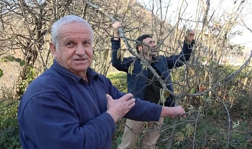 Fındıkta  Korkutan  Tehlike   