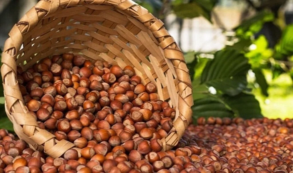 Hırsızlar 1 Ton Fındığı Çaldı