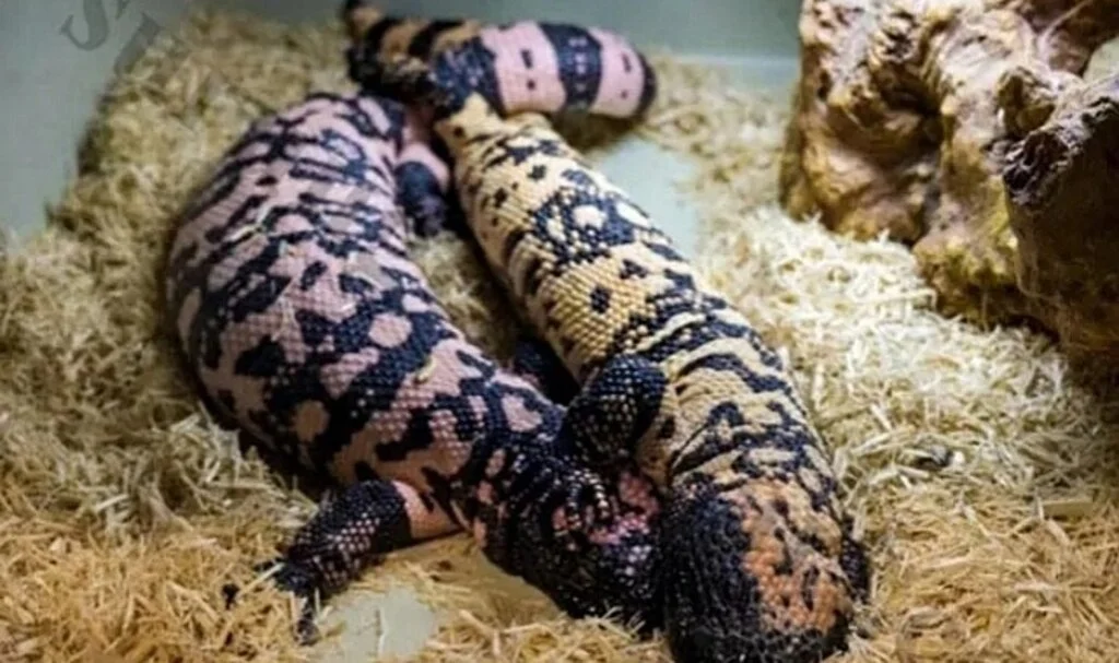 İnternetten ‘Canavar’ Satıyorlar! 'Gila Monster' Dünyanın En Zehirlisi…