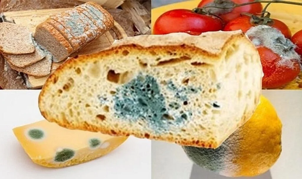 Küflü Gıda Temizlenip, Kullanılabilir Mi?