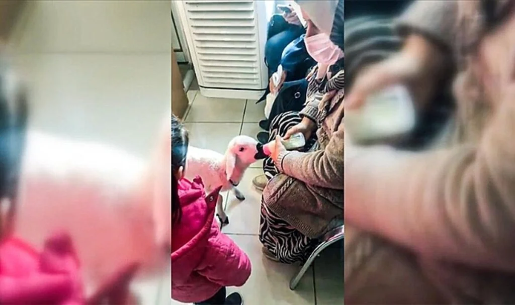 Kuzu "Ela" Ankara Eğitim ve Araştırma Hastanesinde İlgi Odağı Oldu