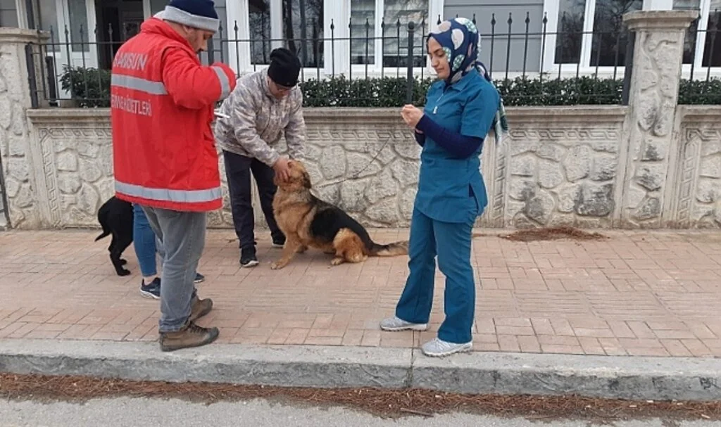 Ladik'te 305 Kedi ve Köpeğe Mikroçip Takıldı