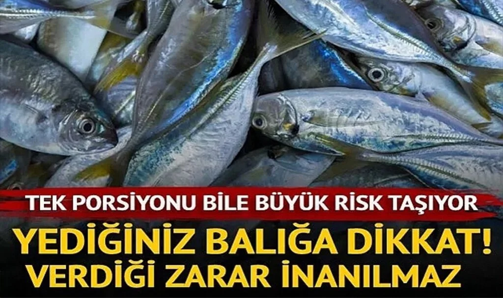 Sadece bir porsiyon balık yemek bile vücudu zehirleyebilir! Bağışıklık sistemini bitiriyor, kanser riskini artırıyor