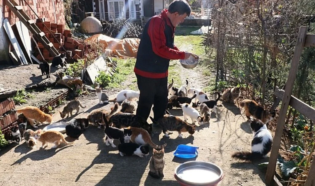 Samsun'da 50'den Fazla Kedileri İçin Köyünden Ayrılmıyor