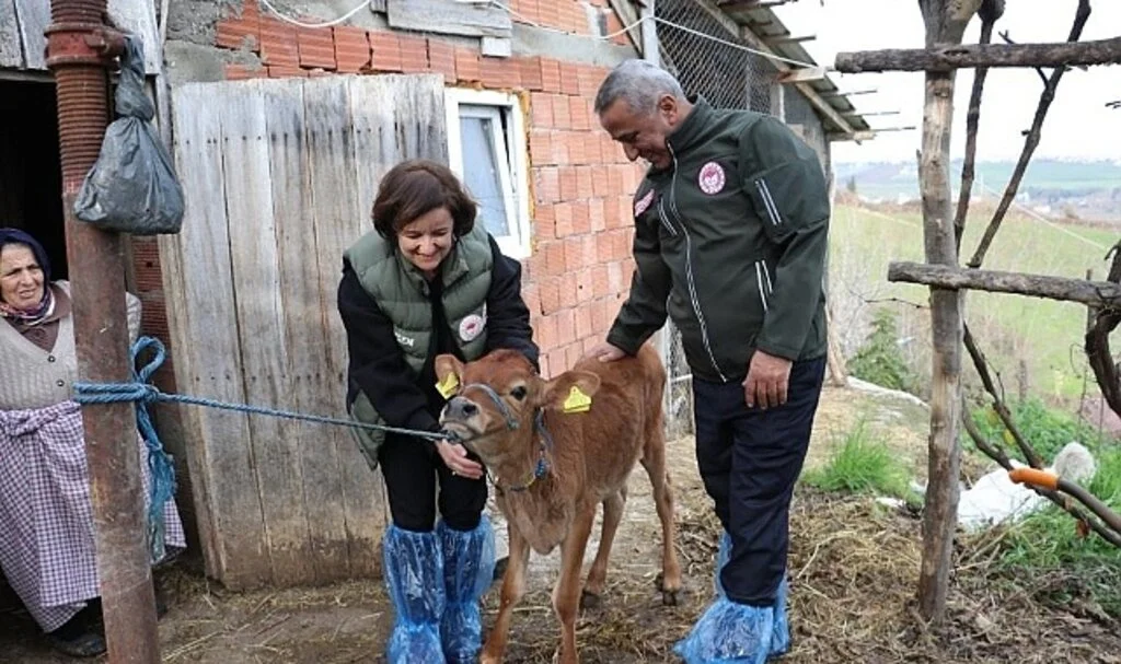 Samsun’da Jersey Irkında Suni Tohumlama Meyvelerini Vermeye Başladı