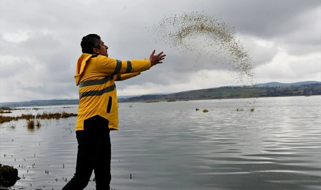 Samsun'da Ladik Gölü'nde Göçmen Kuşlar ve Balıklar İçin Yemleme Yapıldı