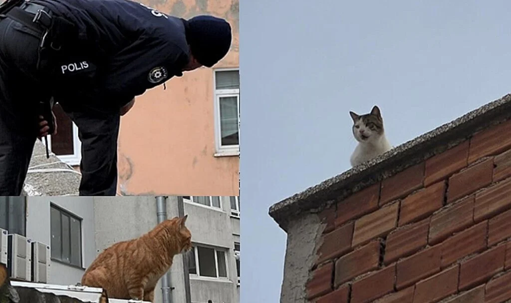 Samsun’da Mahsur Kalan Kedi 5. Kattan Aşağıya 4 Ayağının Üstüne Düştü