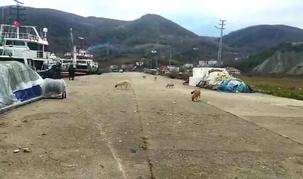 Sinop'ta Limanda Demirleyen Balıkçılar 6 Köpeği Ölü Buldu