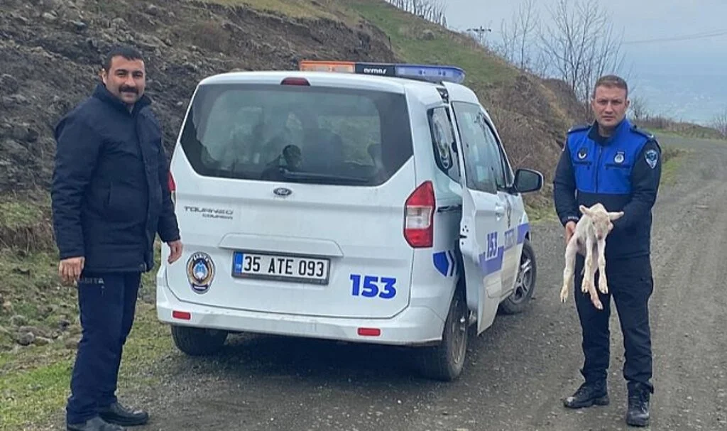 Sürüden Ayrılan  Kuzuyu 'Zabıta' Kaptı  