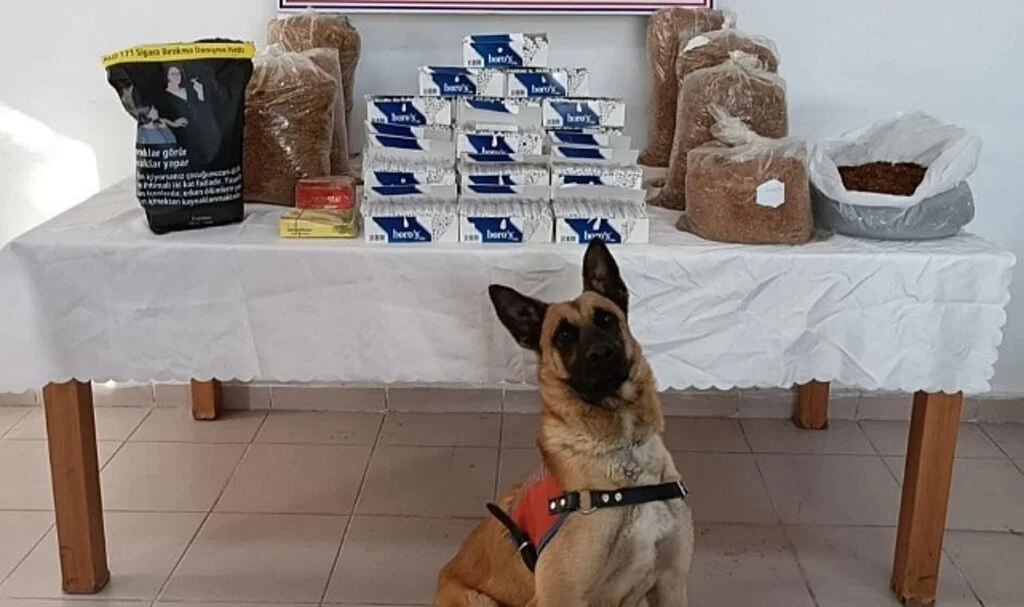 Tokat'ta Tütün Kaçakçılığı Operasyonunda 2 Şüpheli Gözaltına Alındı