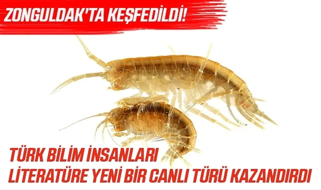 Zonguldak'ta Keşfedildi! Türk Bilim İnsanları Literatüre Yeni Bir Canlı Türü Kazandırdı