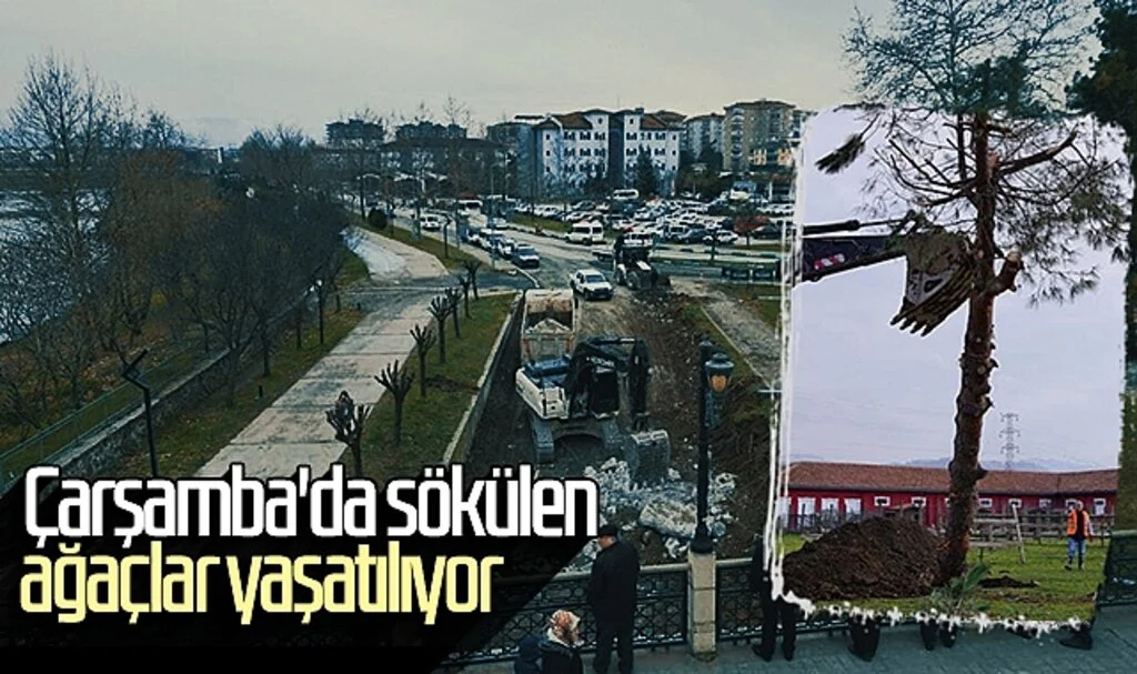 Çarşamba'da sökülen ağaçlar yaşatılıyor