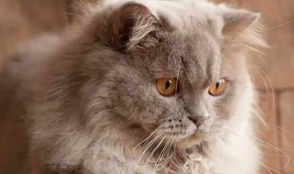 Cins Kedi Fiyatları