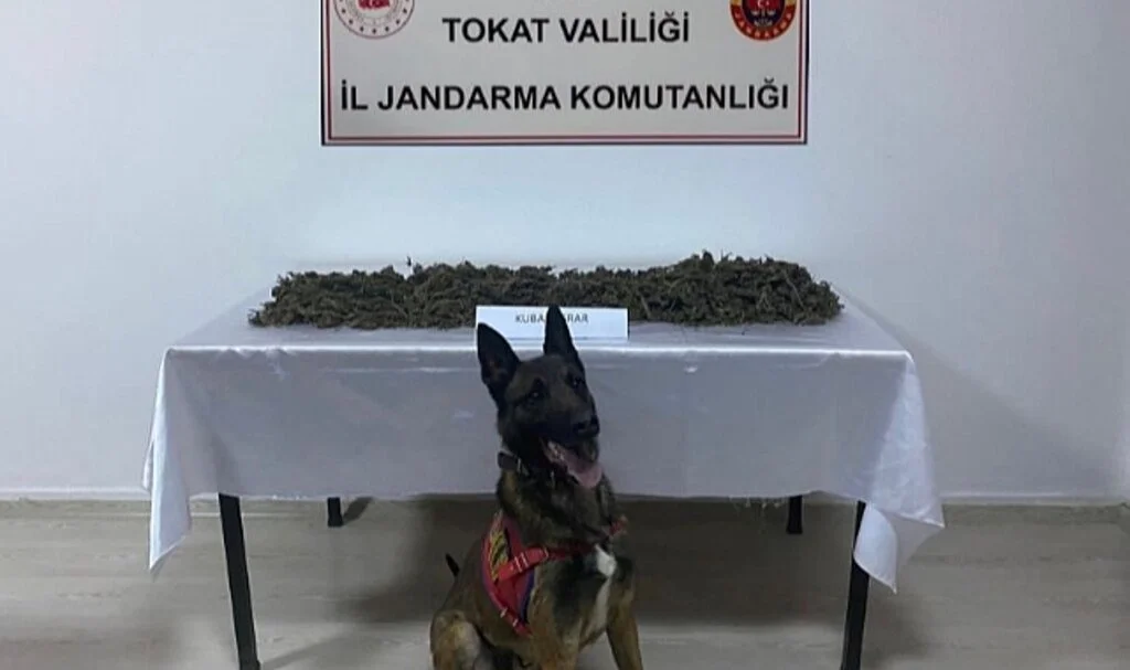 Dedektör Köpek Zulayı Patlattı 