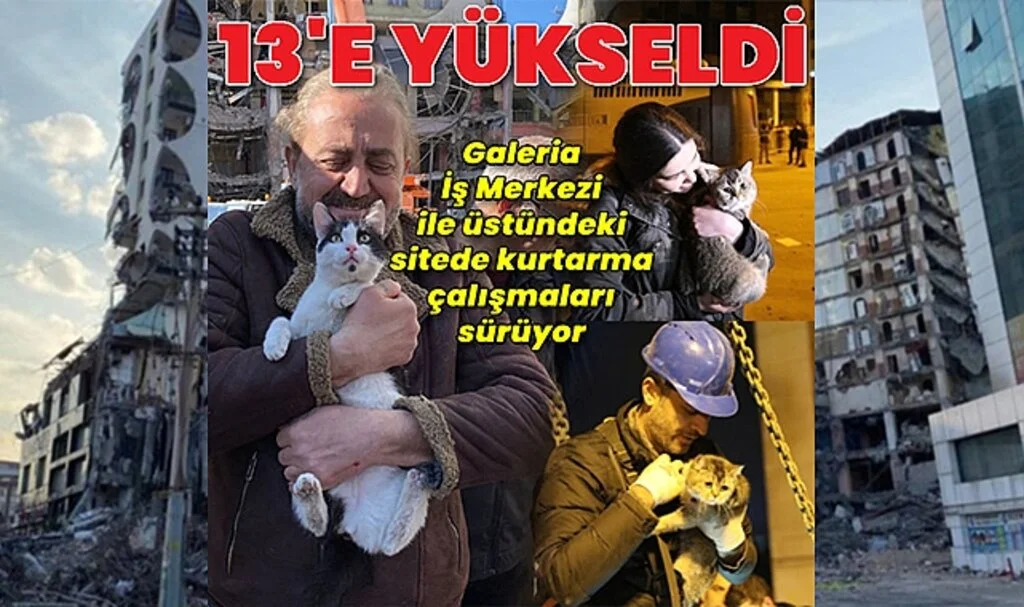 Diyarbakır'da Ağır Hasarlı Siteden Kurtarılan Kedi Sayısı 13'e Ulaştı