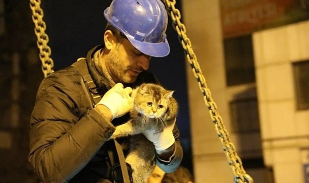 Diyarbakır'da Yıkım Durdurulmuştu! İş Merkezinde 7 Kedi, 1 Köpek Kurtarıldı