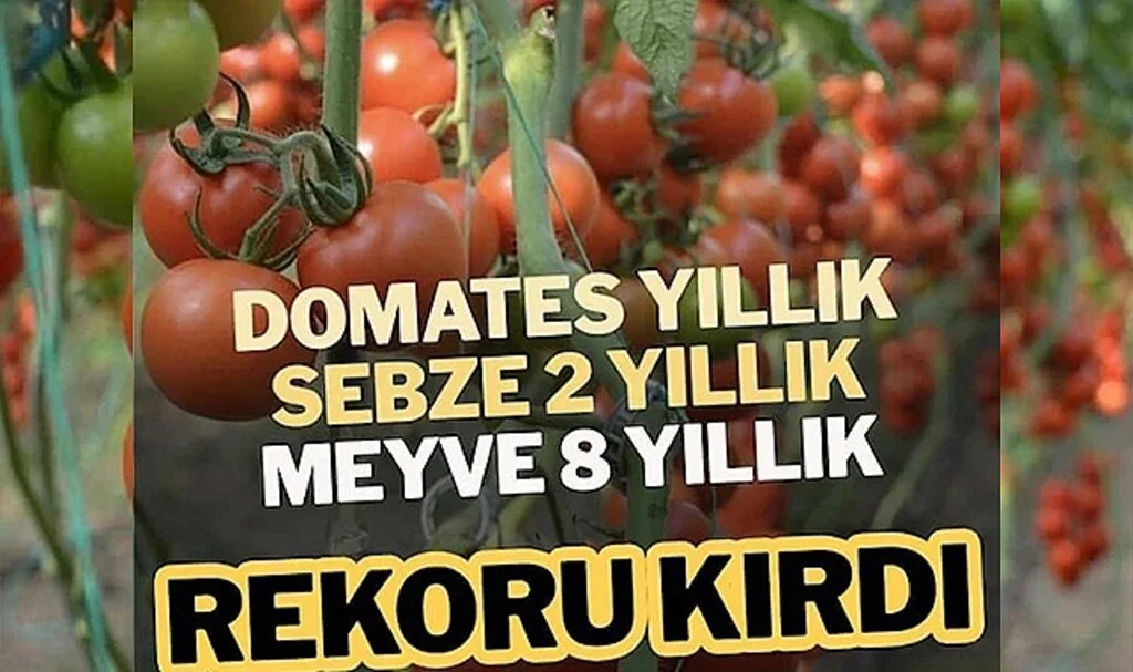 Domates Fiyatı Yıllık, Sebze 2 Yıllık, Meyve 8 Yıllık Rekoru Kırdı