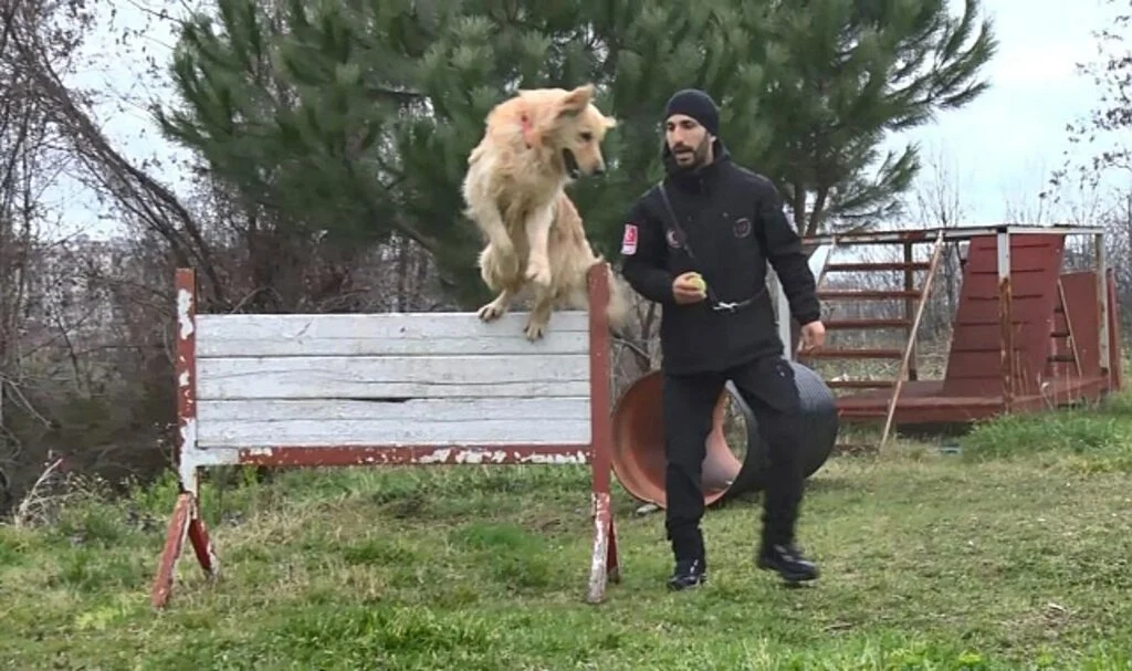 Hayat Kurtaran Köpekler İşte Bu Aşamalardan Geçiyor